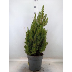 Picea glauca 'Conica'