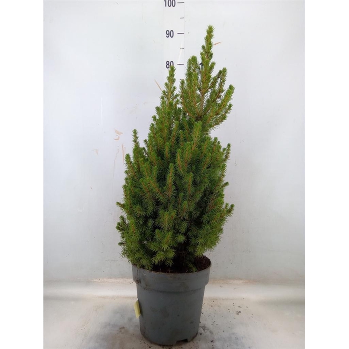 <h4>Picea glauca 'Conica'</h4>
