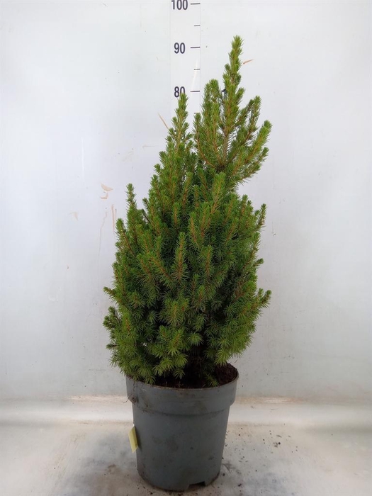 Picea glauca 'Conica'