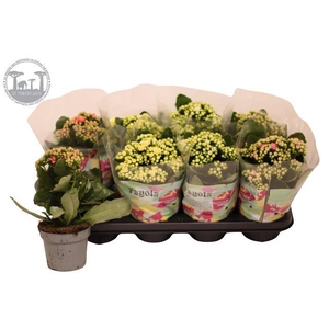 KALAN CALAN FAYOLA MIX P12
