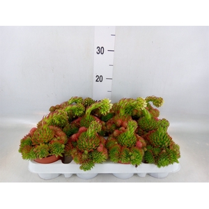 Sempervivum   ...