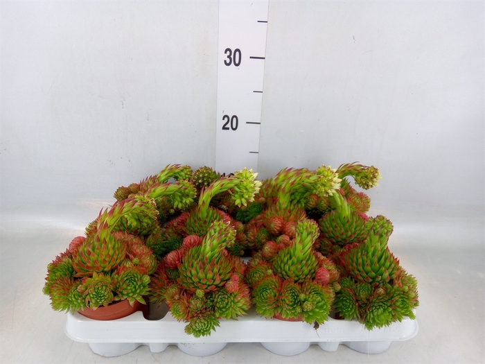 <h4>Sempervivum   ...</h4>