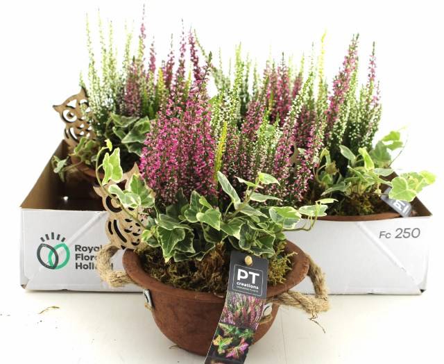 <h4>ARR TUINPLANTEN</h4>