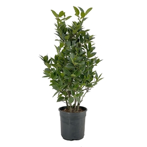 Laurus nobilis Struik
