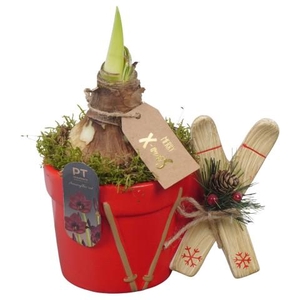 PTACH2528 Arrangementen Kerst