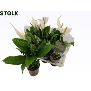 Spathiphyllum 17cm 'Sweet Silvio'