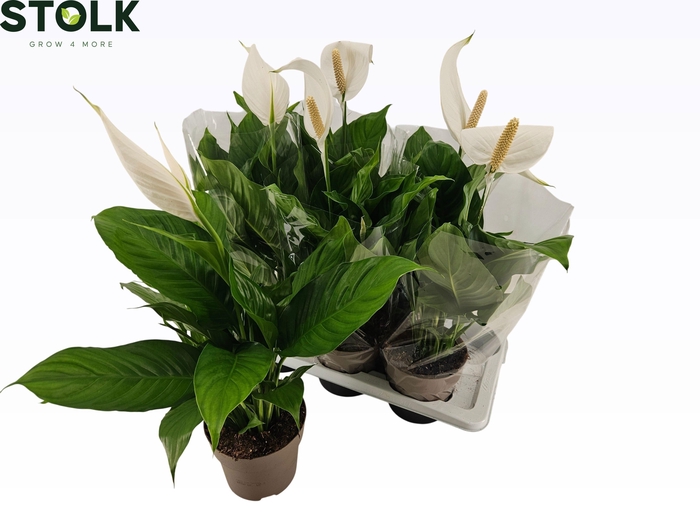 <h4>Spathiphyllum 17cm 'Sweet Silvio'</h4>