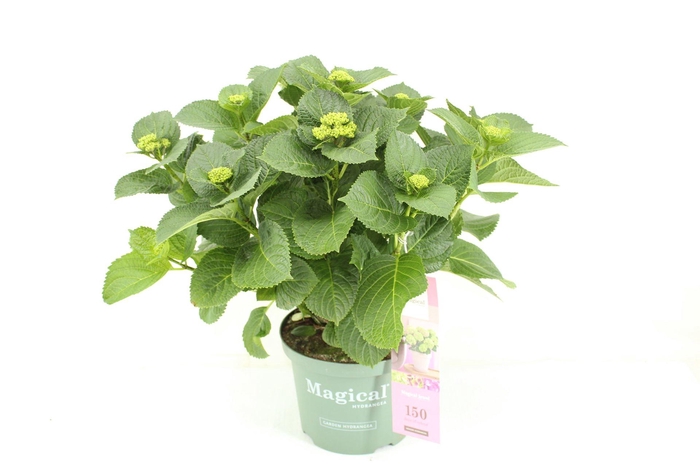<h4>Hydrangea mac. 'Magical Amethyst'</h4>