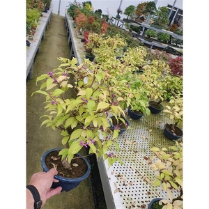 Callicarpa japonica, trainingspot 19cm.