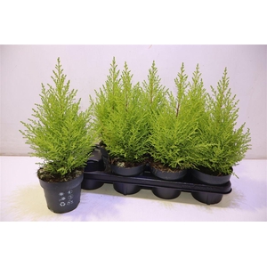 arr8 Cupr Ma Goldc Wilma