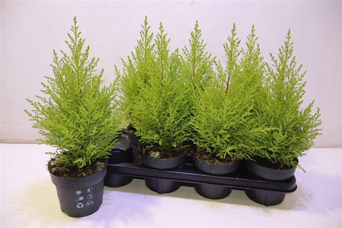 <h4>arr8 Cupr Ma Goldc Wilma</h4>