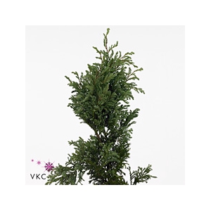 CONIFEER P BOULEVARD 3KG ZAK