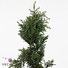 CONIFEER P BOULEVARD 3KG ZAK