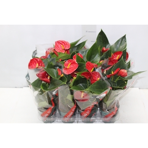 ANTHURIUM RED SUCCESS P09