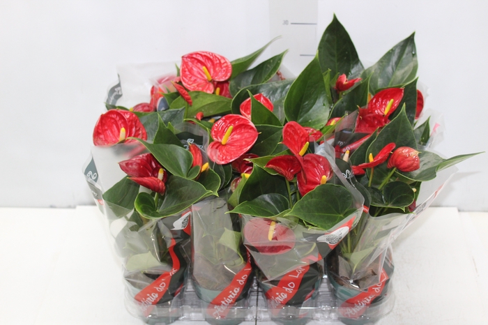 <h4>ANTHURIUM RED SUCCESS P09</h4>