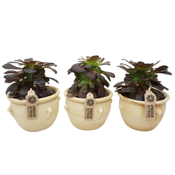 <h4>Aeonium aboreum velours</h4>