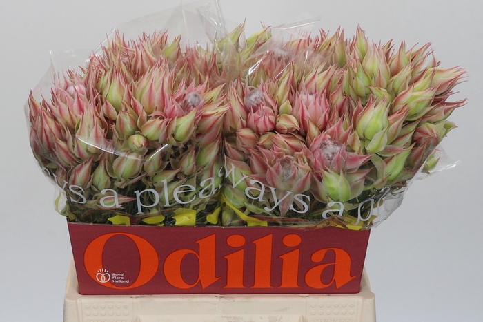<h4>Blushing Bride Pink 6/9 Flowers</h4>