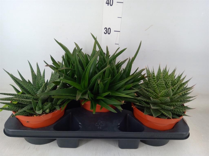 <h4>Aloe   ...mix</h4>