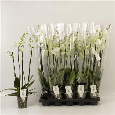 <h4>Phal White Velvet 4 Branche 25+</h4>