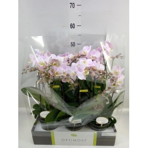 Phalaenopsis multi. 'FC Angel Eyes'