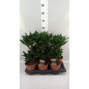 Dracaena frag. 'Compacta'