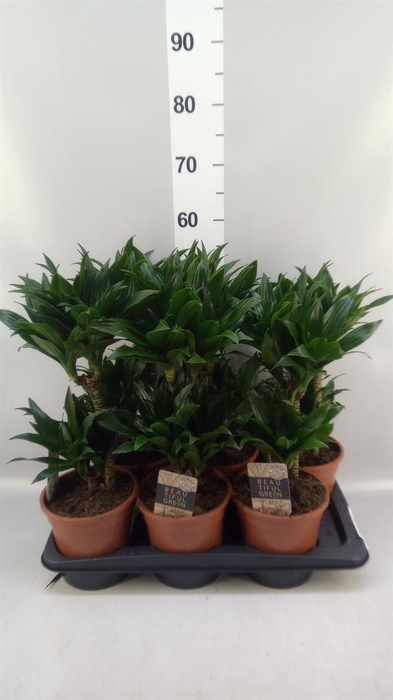 <h4>Dracaena frag. 'Compacta'</h4>