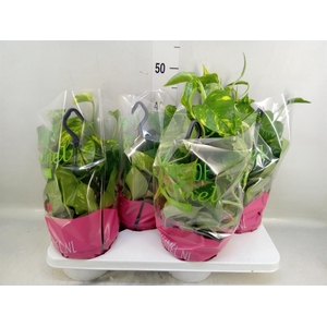 Epipremnum pinn.   HG