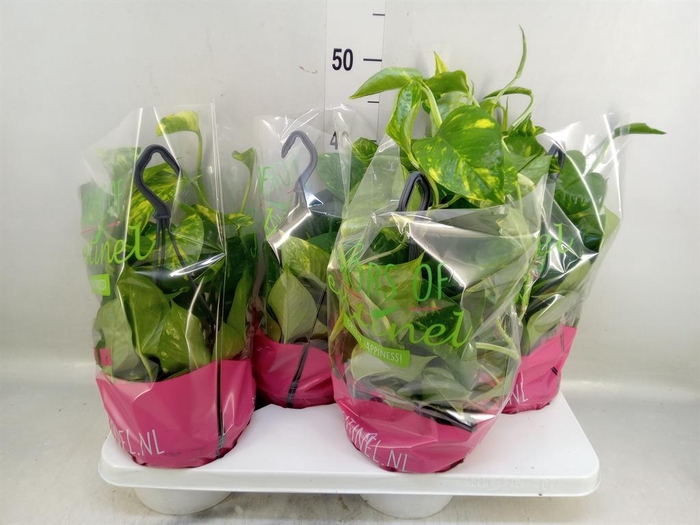 <h4>Epipremnum pinn.   HG</h4>