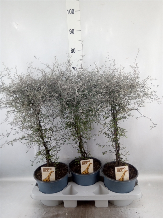 <h4>Corokia cotoneaster</h4>