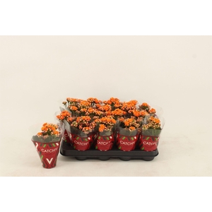 Kalanchoe blos. 'Calandiva Hawn'