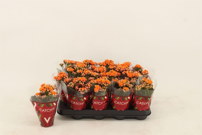 Kalanchoe blos. 'Calandiva Hawn'