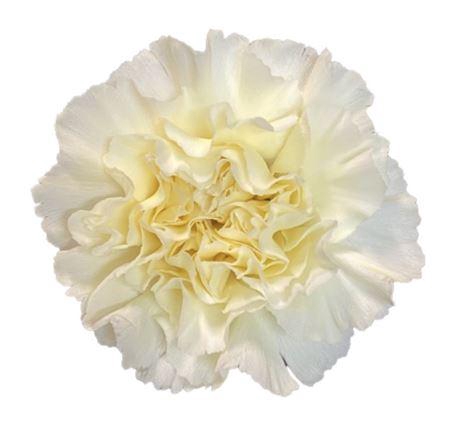 <h4>DI ST CREAM DILETTA</h4>