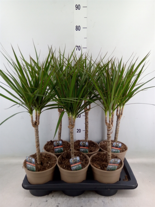 <h4>Dracaena marg.</h4>