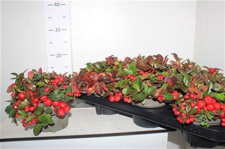 <h4>Gaulth Procumbens</h4>