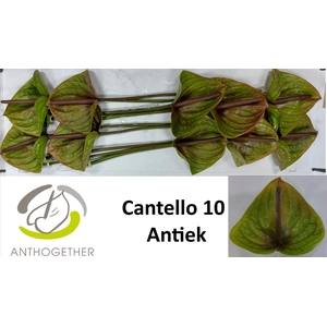 Anthurium Cantello