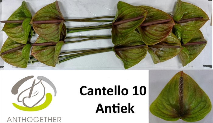 <h4>Anthurium Cantello</h4>
