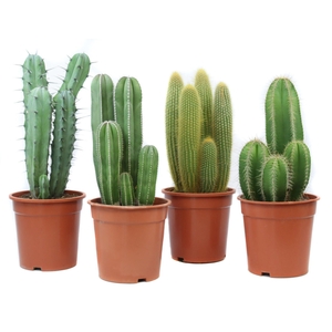 Cactus canarias 21 cm