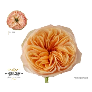 Rosa Garden Tip Top