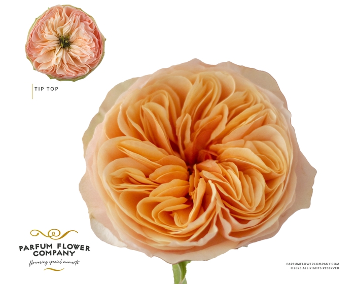 <h4>Rosa Garden Tip Top</h4>