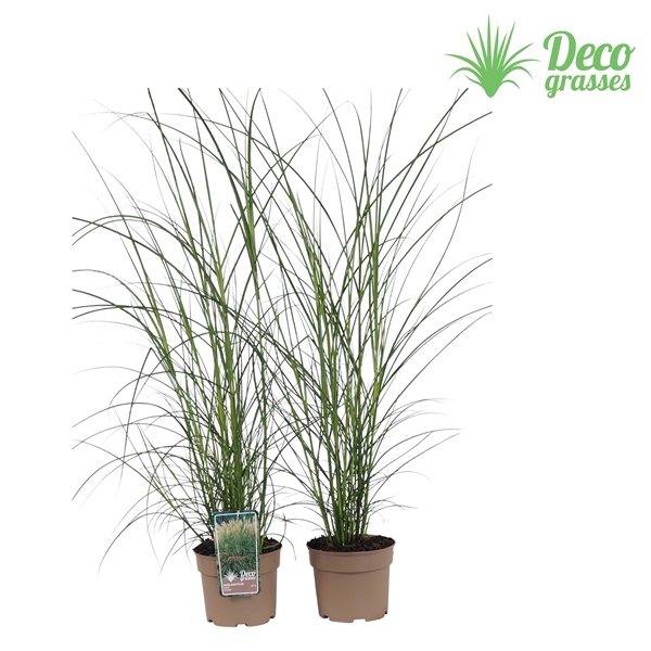 <h4>Miscanthus sinensis 'Graziella'</h4>