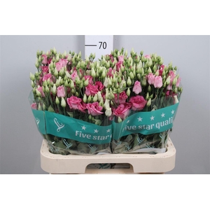 Eus G Rosi Rose Pink
