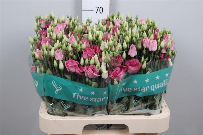 <h4>Eus G Rosi Rose Pink</h4>