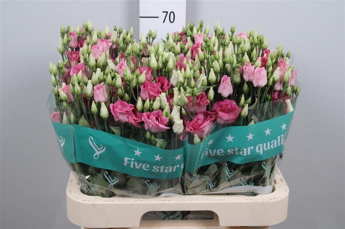 <h4>Eus G Rosi Rose Pink</h4>