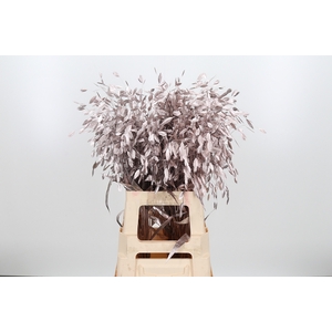 Chasmantium Kl Bh Champagne