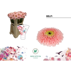 Gerbera MIB Gerponi Belfi