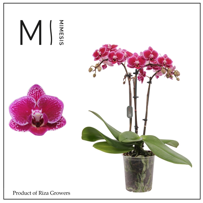 <h4>Phalaenopsis Hornglin 3 spike - 9cm | Mimesis</h4>