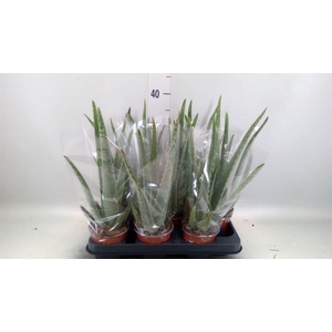 Aloe vera