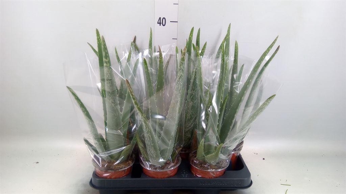 <h4>Aloe vera</h4>