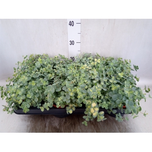 Sedum sieboldii 'Mediovariegatum'