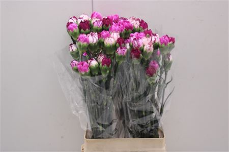 <h4>Di St Rainbow Purple</h4>